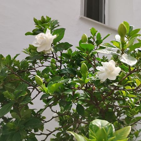Η Ελπίδα Και Η Γιάννα Ξεκίνησαν Ένα Χώρο Cute Apartment โวโลส ภายนอก รูปภาพ