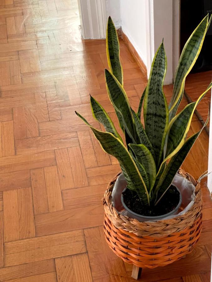 Η Ελπίδα Και Η Γιάννα Ξεκίνησαν Ένα Χώρο Cute Apartment โวโลส ภายนอก รูปภาพ