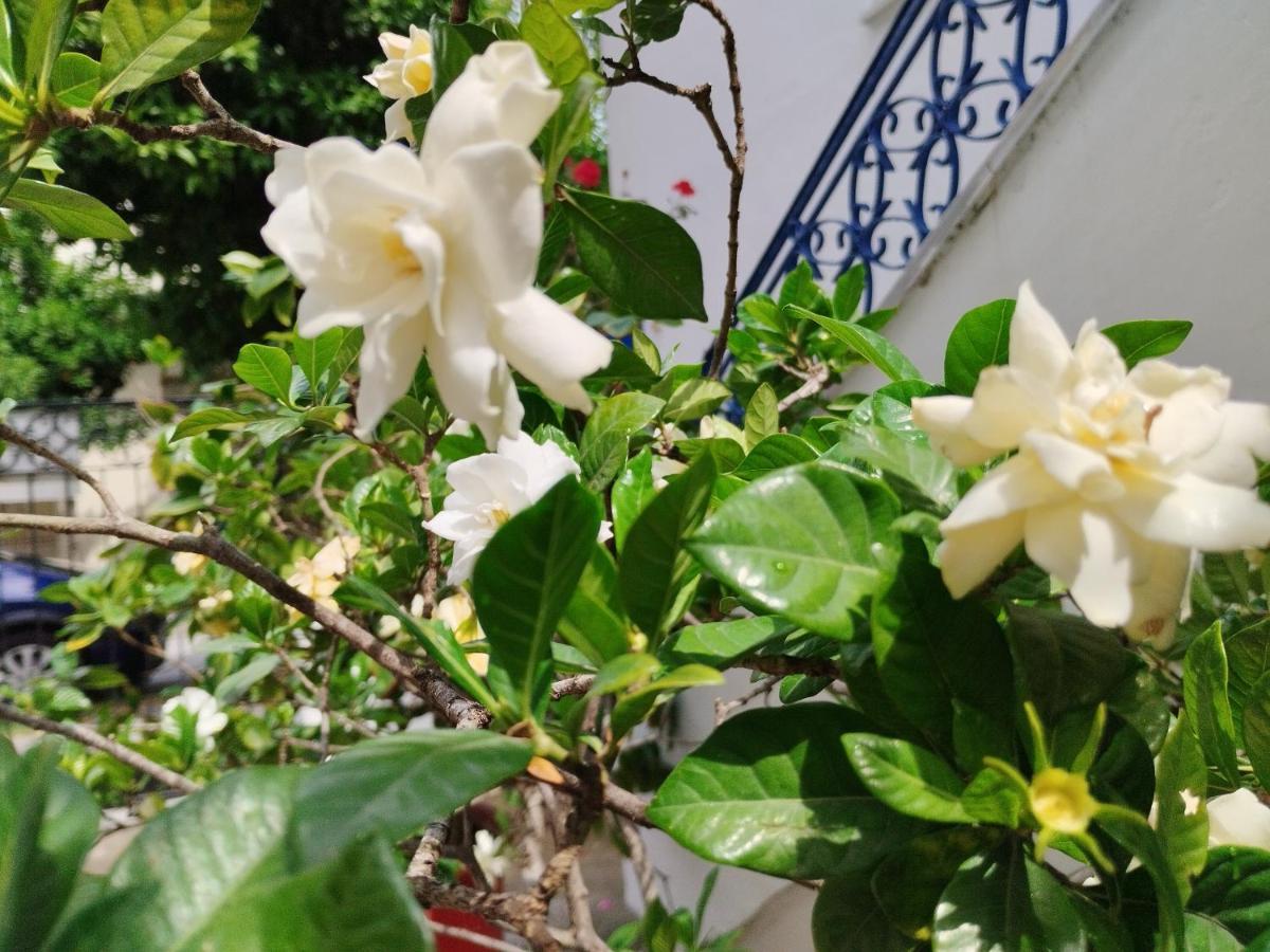 Η Ελπίδα Και Η Γιάννα Ξεκίνησαν Ένα Χώρο Cute Apartment โวโลส ภายนอก รูปภาพ