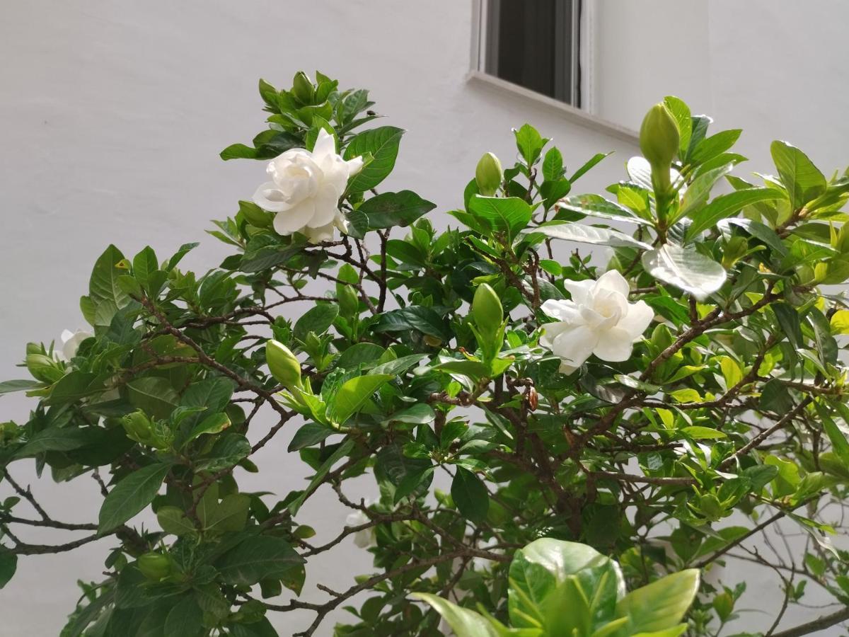 Η Ελπίδα Και Η Γιάννα Ξεκίνησαν Ένα Χώρο Cute Apartment โวโลส ภายนอก รูปภาพ